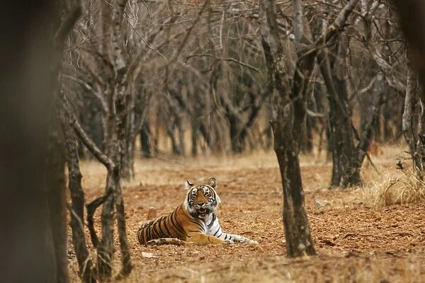 Royal Bengal  /  Indian Tiger in the dry forest, Ranthambhor National Park, India
