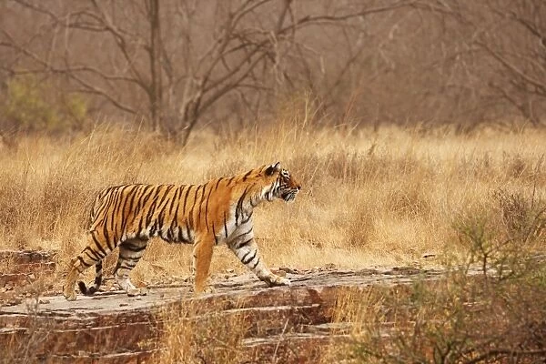 Royal Bengal  /  Indian Tiger in dry grassland. Ranthambhor National Park - India