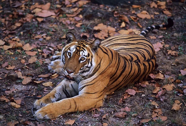 Royal Bengal  /  Indian Tiger - famous tigress Sita Bandhavgarh National Park, India