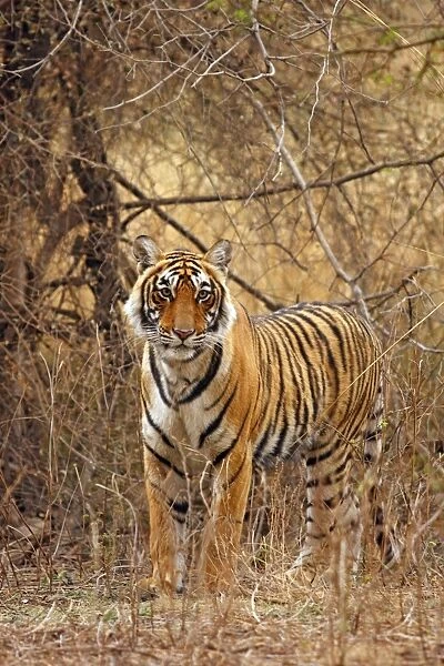 Royal Bengal  /  Indian Tiger in the grassland, Ranthambhor National Park, India