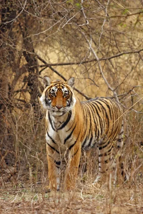 Framed Print : Royal Bengal / Indian Tiger in the grassland, Ranthambhor National Park, India Framed Print : Royal Bengal / Indian Tiger in the grassland, Ranthambhor National Park, India