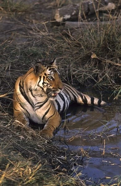 Royal Bengal  /  Indian Tiger - in jungle pond Bandhavgarh National Park, India