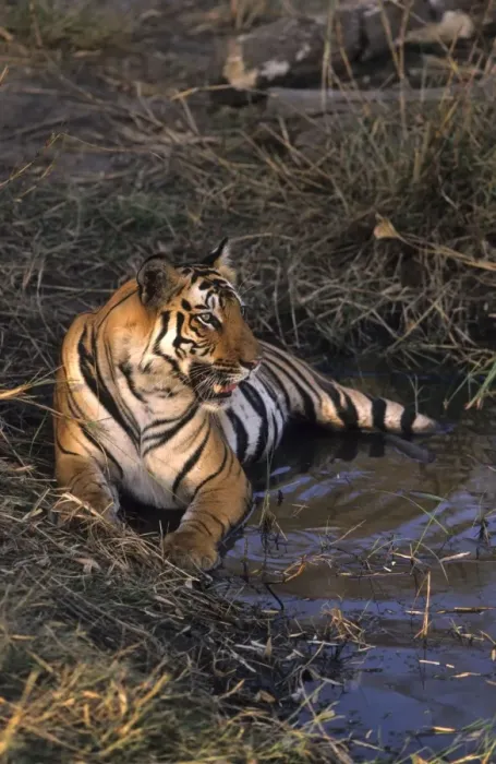 Framed Print : Royal Bengal / Indian Tiger - in jungle pond Bandhavgarh National Park, India Framed Print : Royal Bengal / Indian Tiger - in jungle pond Bandhavgarh National Park, India