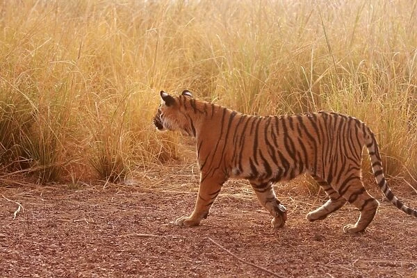 Royal Bengal  /  Indian Tiger looking for kill in grassland. Ranthambhor National Park - India