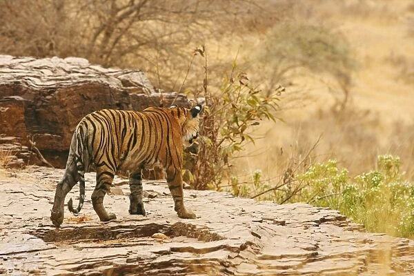 Royal Bengal  /  Indian Tiger looking down the valley; Ranthambhor National Park, India