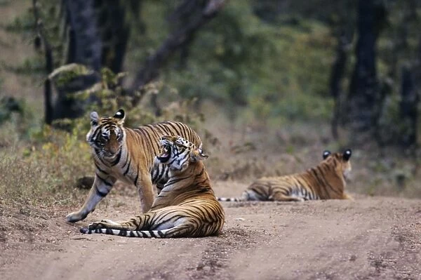 Royal Bengal  /  Indian Tiger - mother with grown up cubs Ranthambhor National Park, India