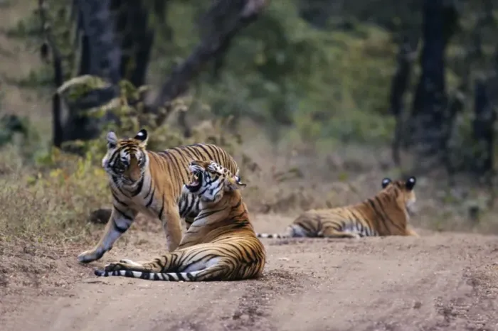 Framed Print : Royal Bengal / Indian Tiger - mother with grown up cubs Ranthambhor National Park, India Framed Print : Royal Bengal / Indian Tiger - mother with grown up cubs Ranthambhor National Park, India