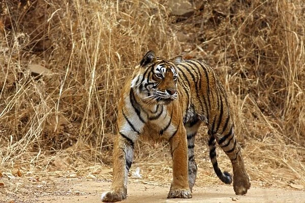 Royal Bengal  /  Indian Tiger on the move, Ranthambhor National Park, India