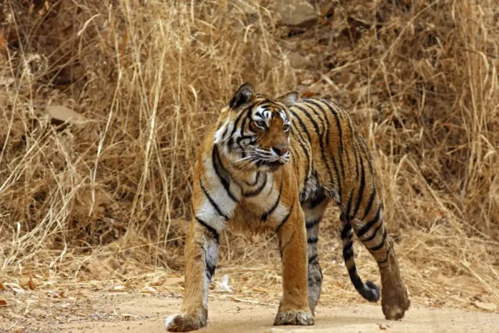Framed Print : Royal Bengal / Indian Tiger on the move, Ranthambhor National Park, India Framed Print : Royal Bengal / Indian Tiger on the move, Ranthambhor National Park, India