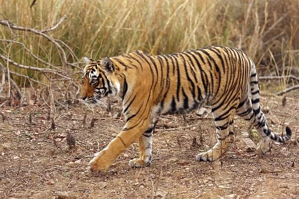 Royal Bengal  /  Indian Tiger on move, Ranthambhor National Park, India
