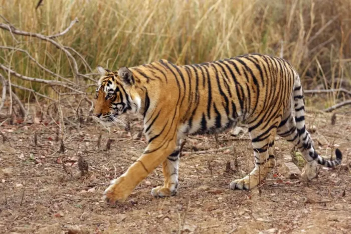 Framed Print : Royal Bengal / Indian Tiger on move, Ranthambhor National Park, India Framed Print : Royal Bengal / Indian Tiger on move, Ranthambhor National Park, India