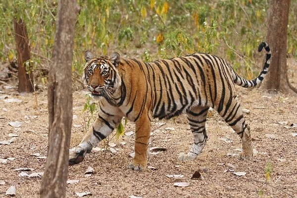 Royal Bengal  /  Indian Tiger moving around the bush, Ranthambhor National Park, India