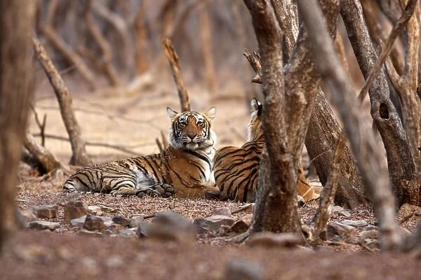 Royal Bengal  /  Indian Tiger. Ranthambhor National Park, India. Alternative spellings: Ranthambhor  /  Ranthambore  /  Ranthambor