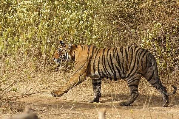 Royal Bengal  /  Indian Tiger. Ranthambhor National Park - India. Alternative spellings: Ranthambhor  /  Ranthambore  /  Ranthambor