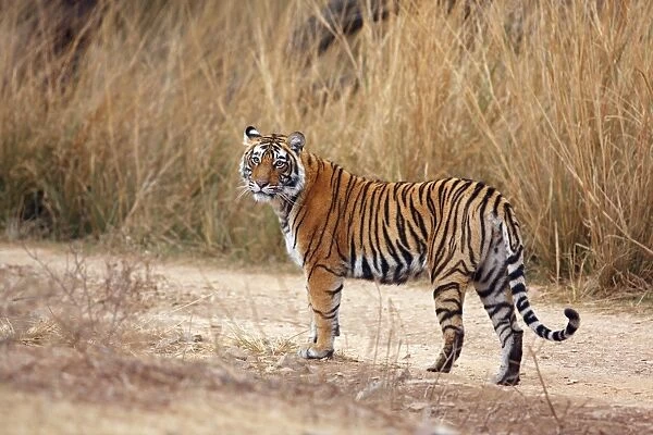 Royal Bengal  /  Indian Tiger Ranthambhor National Park, India