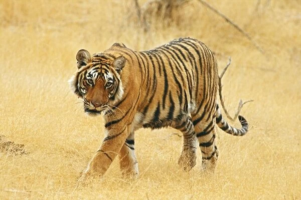 Royal Bengal  /  Indian Tiger Ranthambhor National Park, India