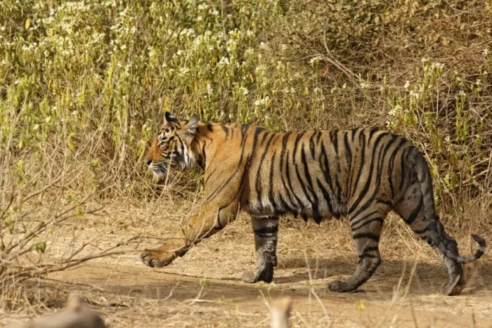 Framed Print : Royal Bengal / Indian Tiger. Ranthambhor National Park - India. Alternative spellings: Ranthambhor / Ranthambore / Ranthambor Framed Print : Royal Bengal / Indian Tiger. Ranthambhor National Park - India. Alternative spellings: Ranthambhor / Ranthambore / Ranthambor