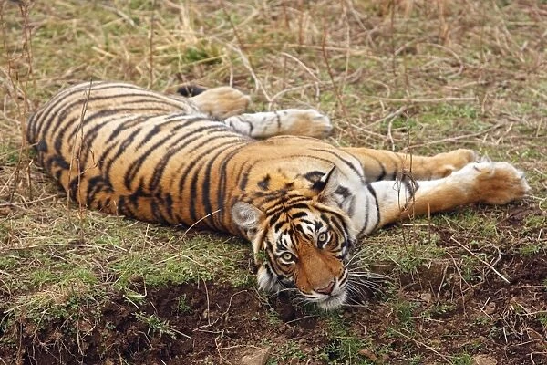 Royal Bengal  /  Indian Tiger relaxing. Ranthambhor National Park, India