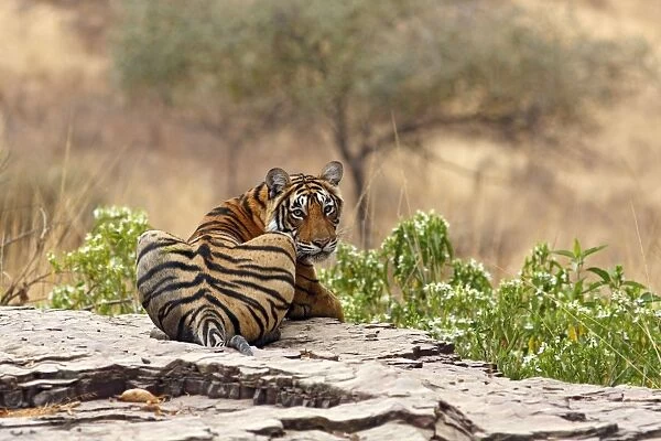Royal Bengal  /  Indian Tiger on the rocky terrain, Ranthambhor National Park, India