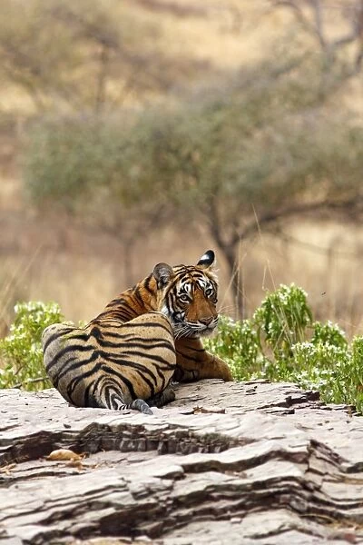 Royal Bengal  /  Indian Tiger on the rocky terrain, Ranthambhor National Park, India