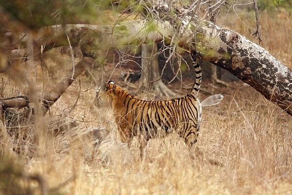 Royal Bengal  /  Indian Tiger spray marking; Ranthambhor National Park, India