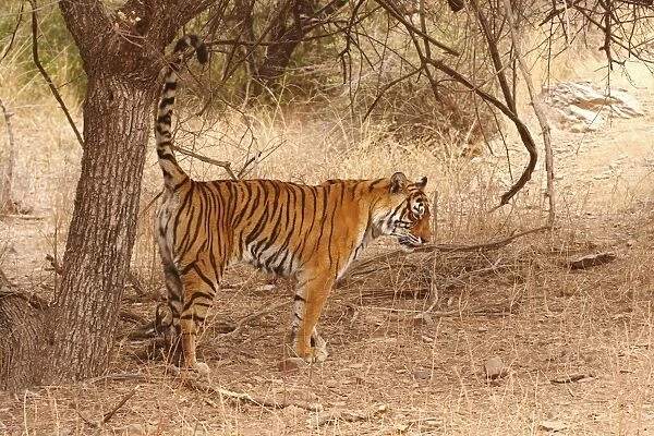 Royal Bengal  /  Indian Tiger spray-marking the territory, Ranthambhor National Park, India