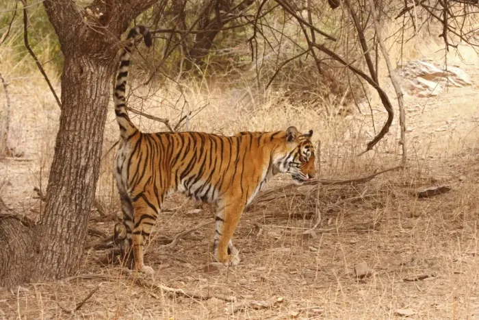 Framed Print : Royal Bengal / Indian Tiger spray-marking the territory, Ranthambhor National Park, India Framed Print : Royal Bengal / Indian Tiger spray-marking the territory, Ranthambhor National Park, India