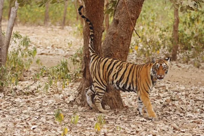 Framed Print : Royal Bengal / Indian Tiger spray-marking the tree, Ranthambhor National Park, India Framed Print : Royal Bengal / Indian Tiger spray-marking the tree, Ranthambhor National Park, India