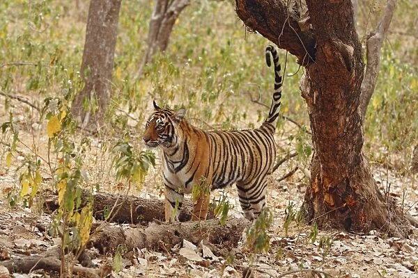 Royal Bengal  /  Indian Tiger spray-marking the tree, Ranthambhor National Park, India