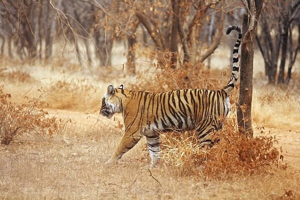 Royal Bengal  /  Indian Tiger spray-marking the tree, Ranthambhor National Park, India
