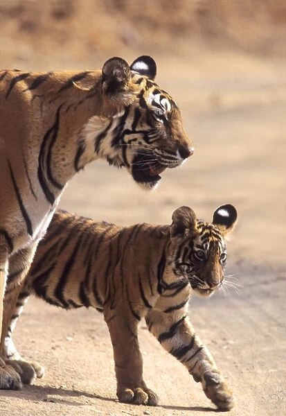Royal Bengal  /  Indian Tiger - Tigress named Machli & young one, Ranthambhor National Park, India