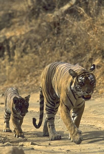 Royal Bengal  /  Indian Tiger - Tigress named Machli walking with cub Ranthambhor National Park, India