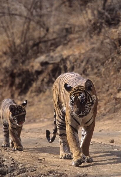 Royal Bengal  /  Indian Tiger - Tigress named Machli walking with cub Ranthambhor National Park, India