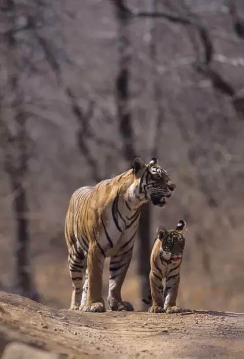 Framed Print : Royal Bengal / Indian Tiger - Tigress named Machli & young one Ranthambhor National Park, India Framed Print : Royal Bengal / Indian Tiger - Tigress named Machli & young one Ranthambhor National Park, India