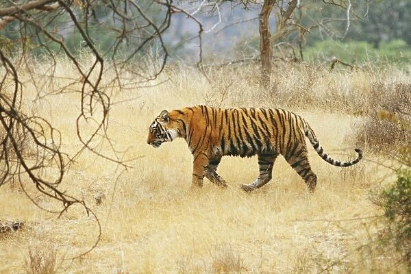 Royal Bengal  /  Indian Tiger walking in the dry grassland, Ranthambhor National Park, India
