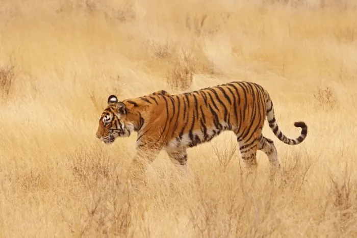 Framed Print : Royal Bengal / Indian Tiger walking around grassland. Ranthambhor National Park - India Framed Print : Royal Bengal / Indian Tiger walking around grassland. Ranthambhor National Park - India