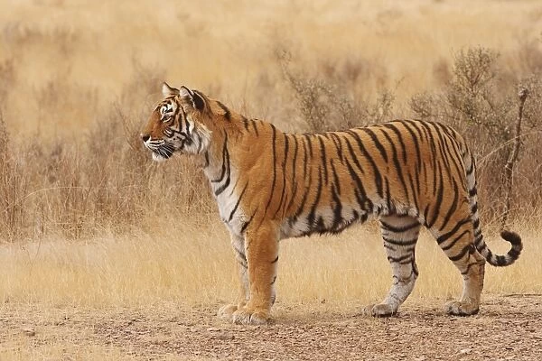 Royal Bengal  /  Indian Tiger walking around grassland. Ranthambhor National Park - India