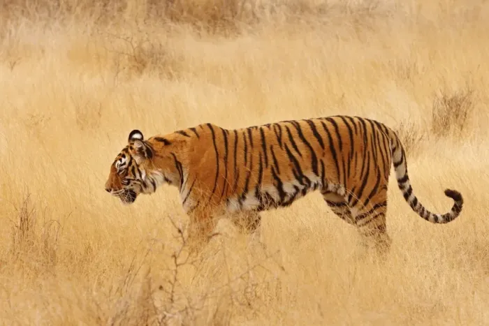 Framed Print : Royal Bengal / Indian Tiger walking around grassland. Ranthambhor National Park - India Framed Print : Royal Bengal / Indian Tiger walking around grassland. Ranthambhor National Park - India