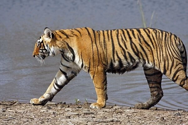 Royal Bengal  /  Indian Tiger walking by Rajbagh Lake, Ranthambhor National Park, India