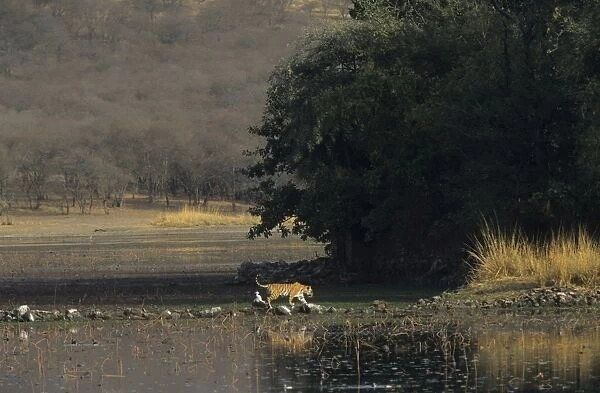 Royal Bengal  /  Indian Tiger - on way to Rajbagh Palace, this photo shows every kind of habitat in Ranthambhor the wetland, the grassland, the green jungle, the dried jungle, the fort + Tiger Ranthambhor National Park, India