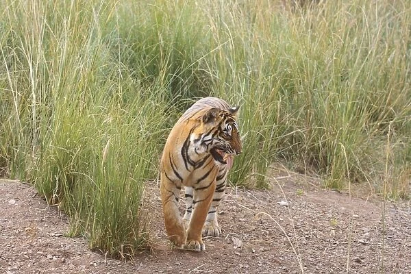 Royal Bengal Tiger catching scent, Ranthambhor National Park, India