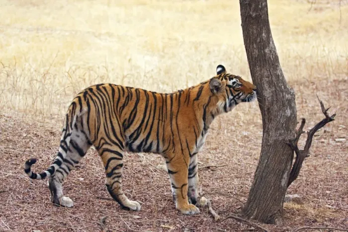 Framed Print : Royal Bengal Tiger catching the smell, Ranthambhor National Park, India Framed Print : Royal Bengal Tiger catching the smell, Ranthambhor National Park, India