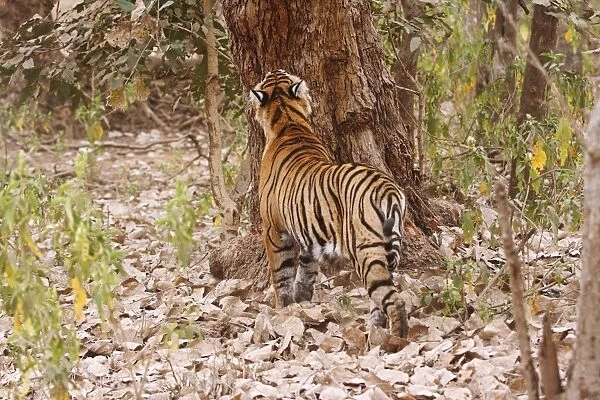 Royal Bengal Tiger catching the smell, Ranthambhor National Park, India