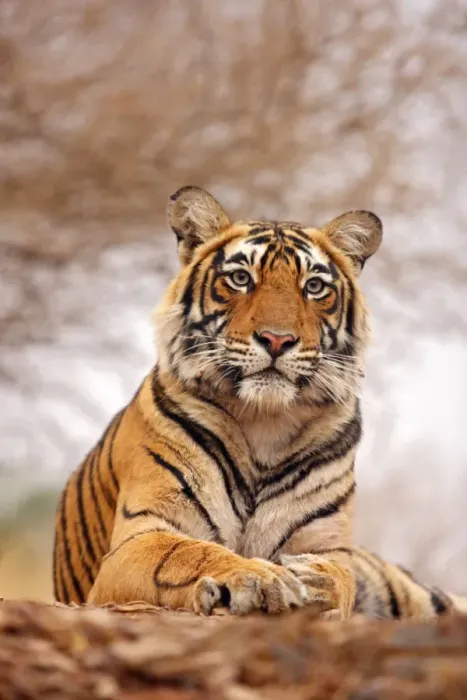 Framed Print : Royal Bengal Tiger - a close up, Ranthambhor National Park, India Framed Print : Royal Bengal Tiger - a close up, Ranthambhor National Park, India