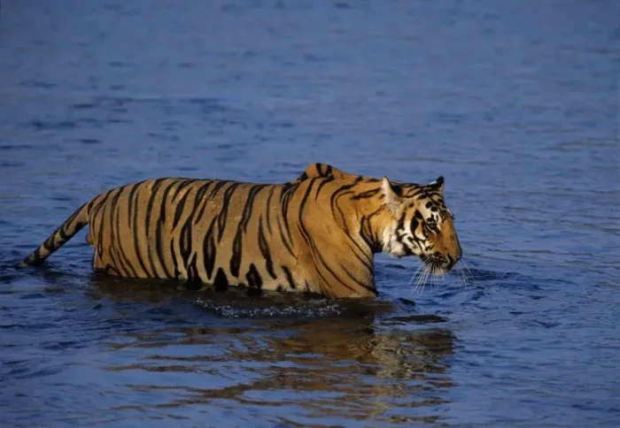 Framed Print : Royal Bengal Tiger crossing the river Ramganga, Corbett National Park, India Framed Print : Royal Bengal Tiger crossing the river Ramganga, Corbett National Park, India