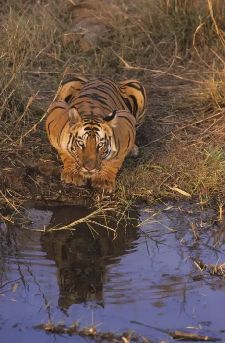 Framed Print : Royal Bengal Tiger crouching at the waterhole. Bandhavgarh National Park, India Framed Print : Royal Bengal Tiger crouching at the waterhole. Bandhavgarh National Park, India
