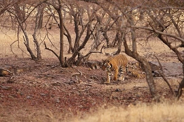 Royal Bengal Tiger in the dry forest, Ranthambhor National Park, India