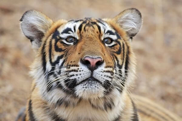 Royal Bengal Tiger enquiring, Ranthambhor National Park, India