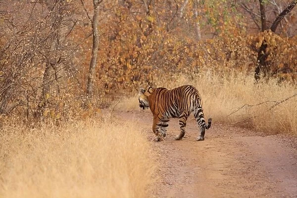 Royal Bengal Tiger going into the forest, Ranthambhor National Park, India