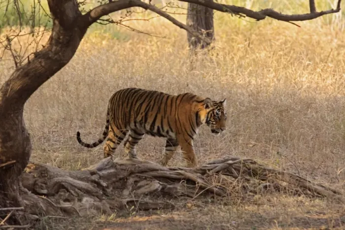 Framed Print : Royal Bengal Tiger in the grassland, Ranthambhor National Park, India Framed Print : Royal Bengal Tiger in the grassland, Ranthambhor National Park, India